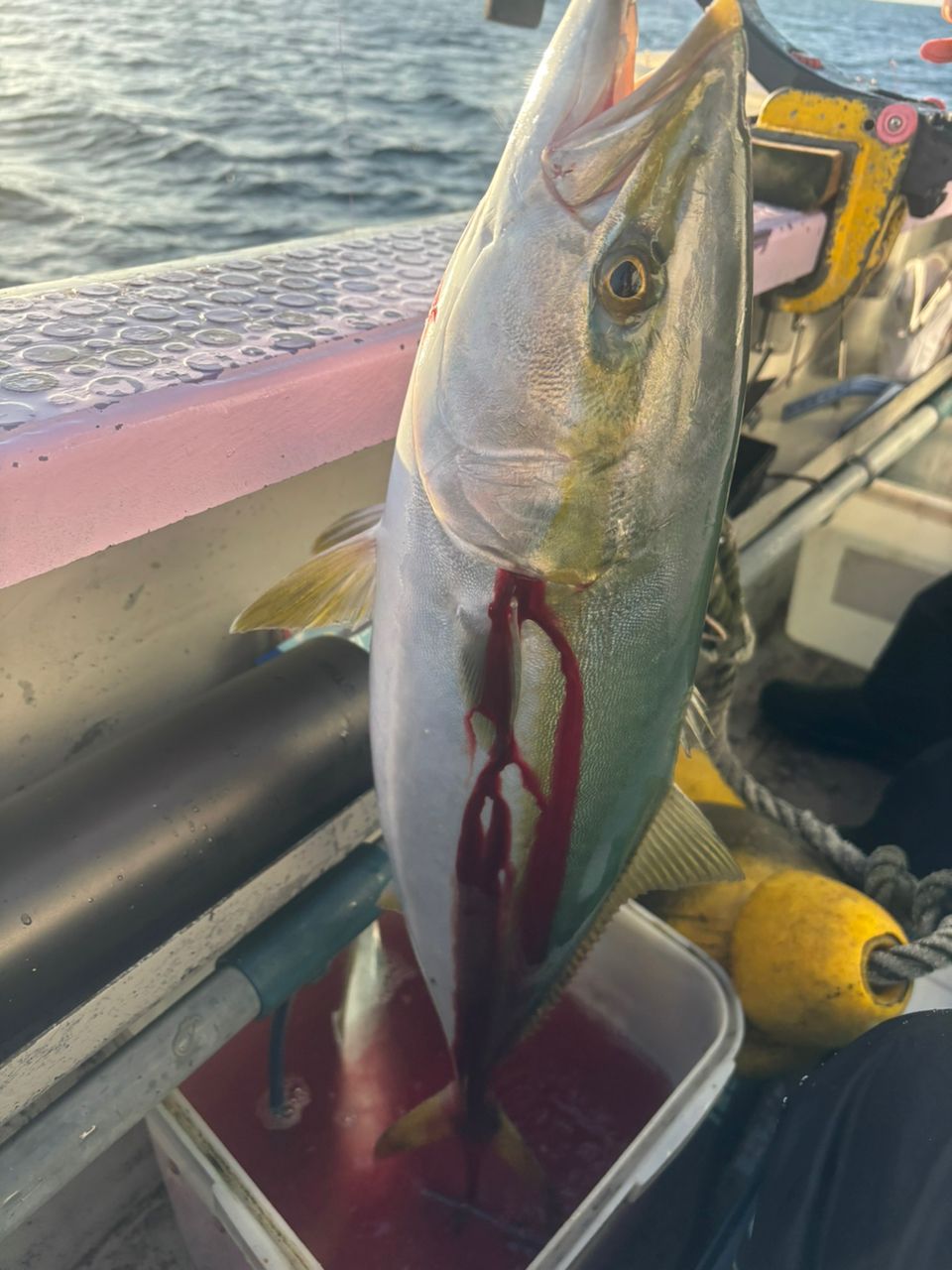 ボトムのSさんの釣果 2枚目の画像