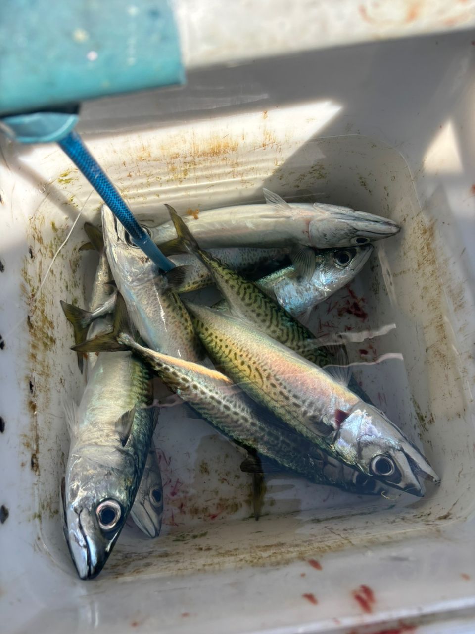 ボトムのSさんの釣果 3枚目の画像