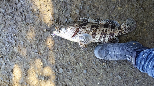 チャイロマルハタの釣果