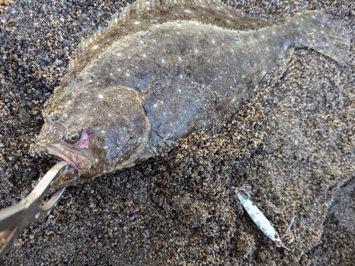 ヒラメの釣果