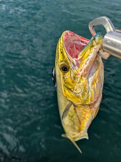 シイラの釣果