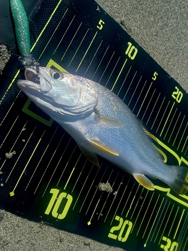 ニベの釣果