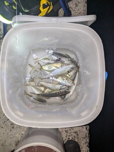 アジの釣果