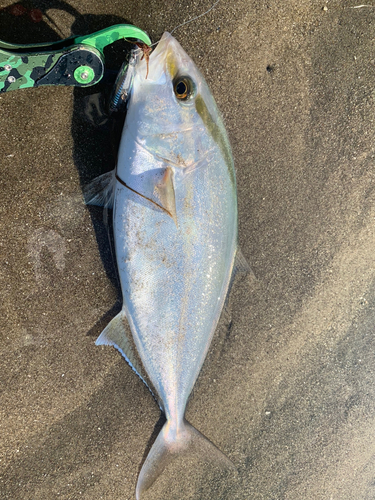 ショゴの釣果