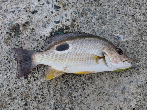 オオモンハタの釣果