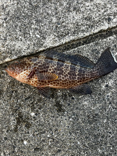 オオモンハタの釣果