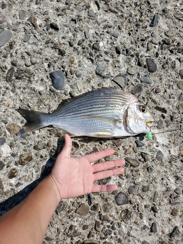 ヘダイの釣果