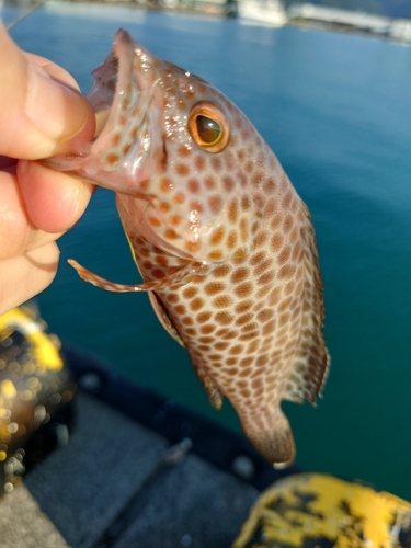 オオモンハタの釣果