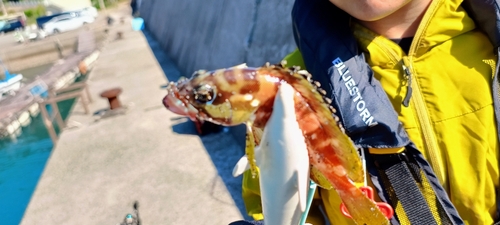 アカハタの釣果