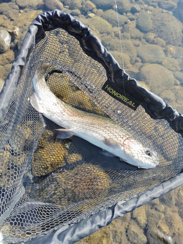 ニジマスの釣果