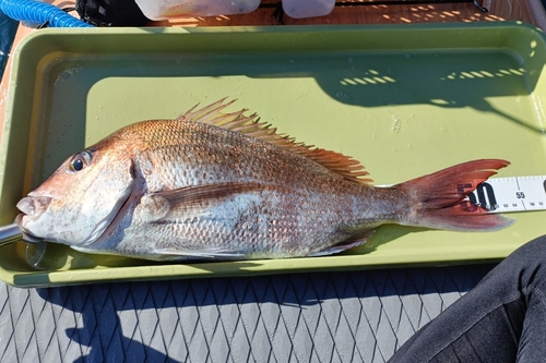 マダイの釣果