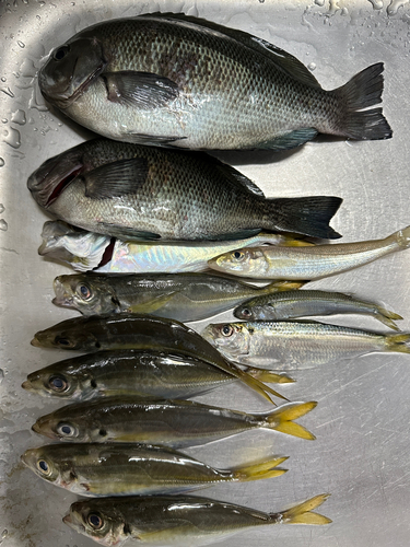 アジの釣果