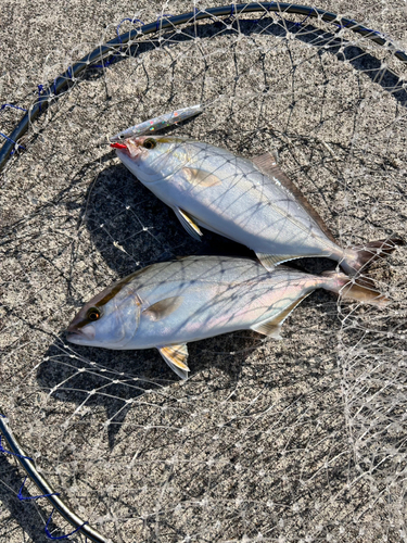 ショゴの釣果