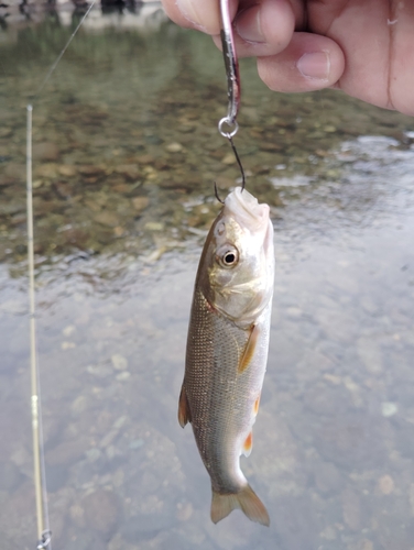 ウグイの釣果