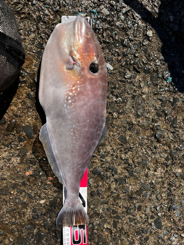 ウスバハギの釣果