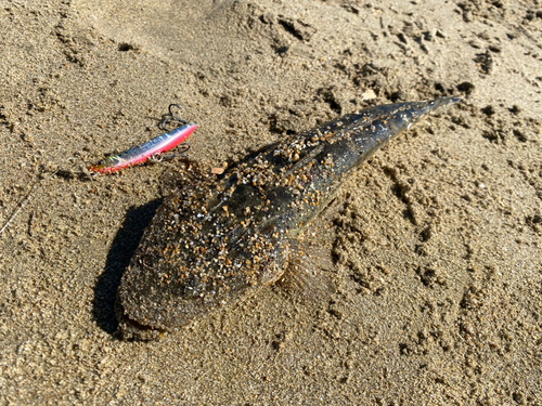 マゴチの釣果