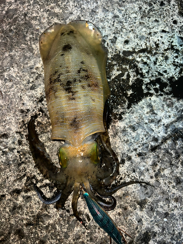 アオリイカの釣果