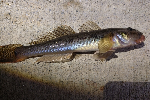 ハゼの釣果