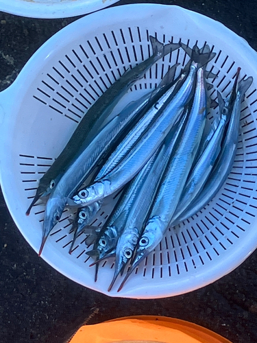 サヨリの釣果