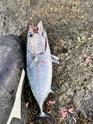 ソウダガツオの釣果