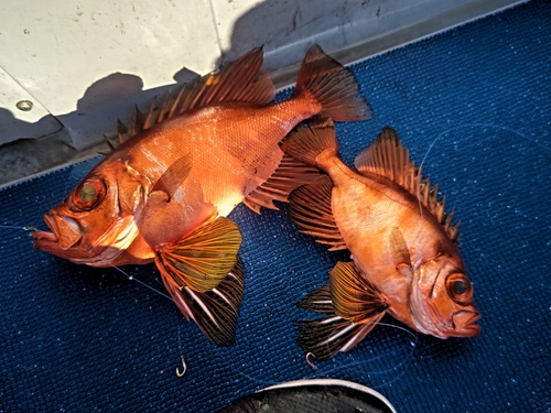 チカメキントキの釣果