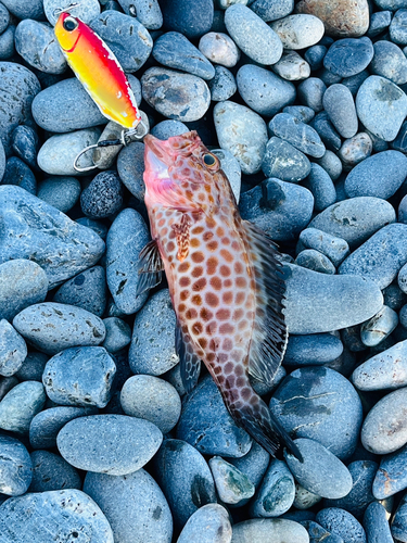 オオモンハタの釣果