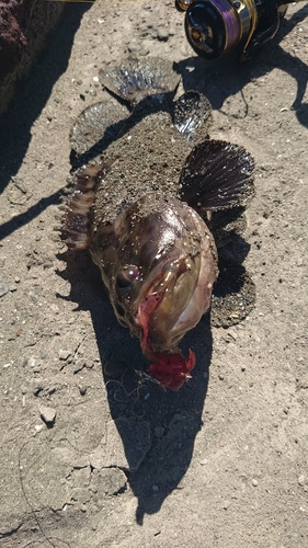 チャイロマルハタの釣果