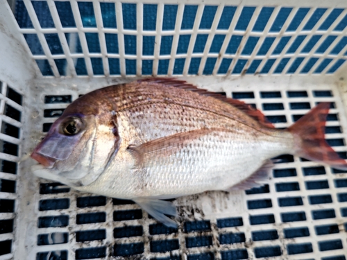 マダイの釣果