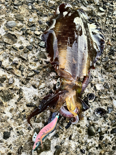 アオリイカの釣果