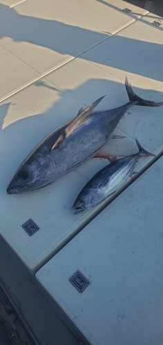 ビンチョウマグロの釣果