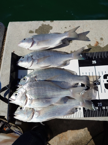 チヌの釣果