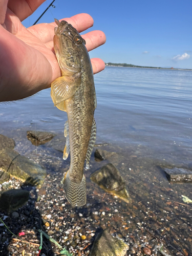 マハゼの釣果