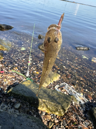 マハゼの釣果