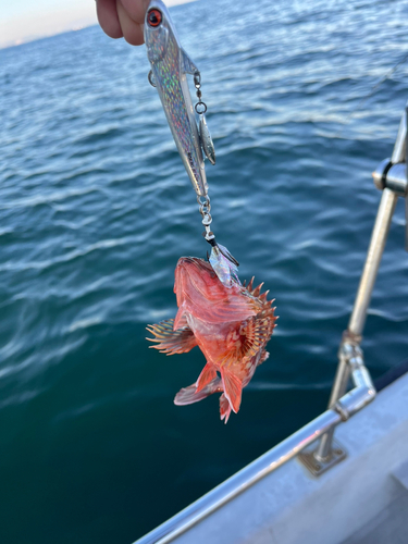 アラカブの釣果