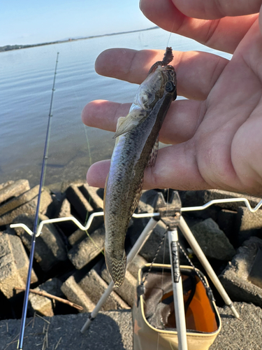 マハゼの釣果