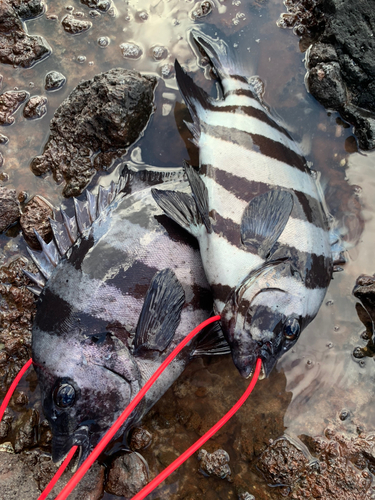 イシダイの釣果