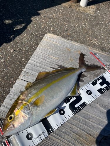 ショゴの釣果