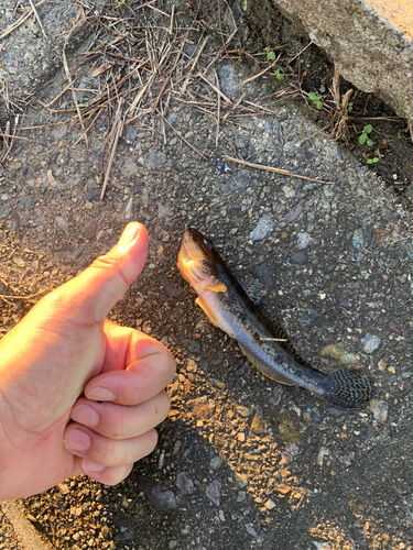 ハゼの釣果