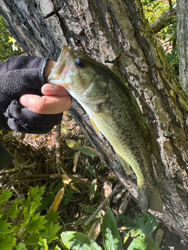 ラージマウスバスの釣果