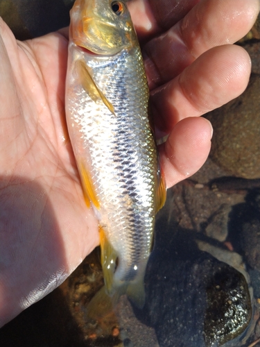 カワムツの釣果