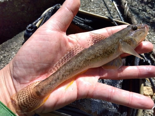 ハゼの釣果