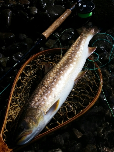 アメマスの釣果