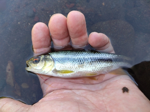 カワムツの釣果