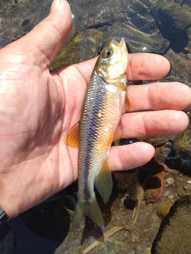 カワムツの釣果