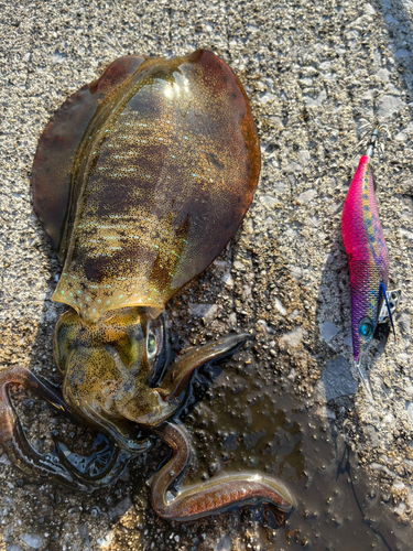 アオリイカの釣果