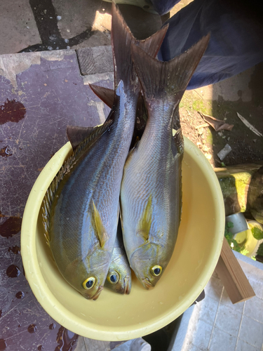 イサキの釣果