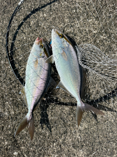 ショゴの釣果