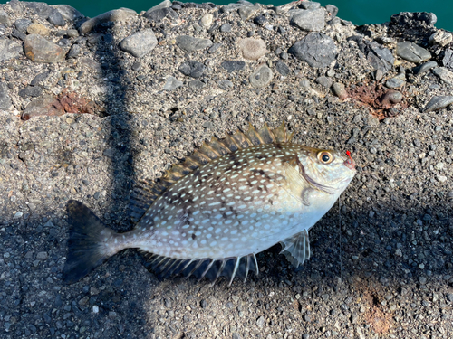 アイゴの釣果