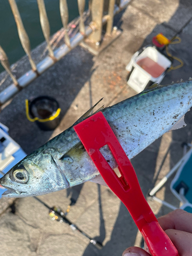 サバの釣果