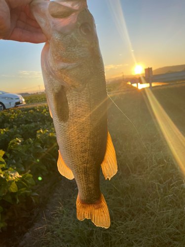 釣果